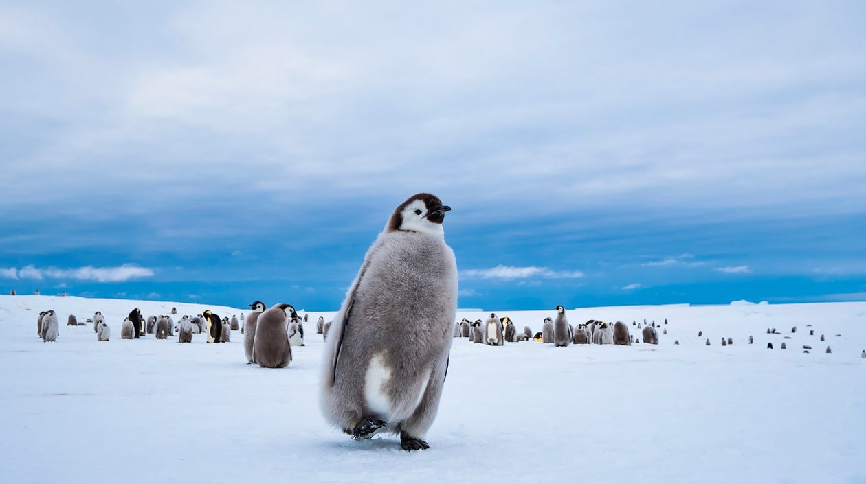 Pinguins Antarctica