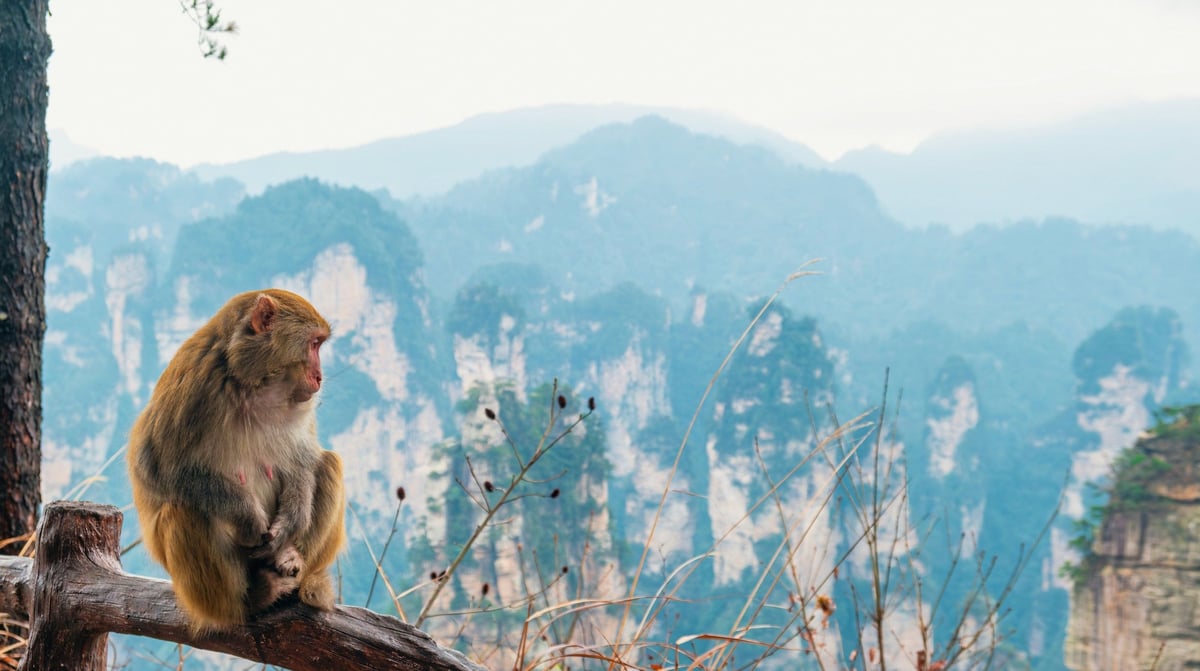 Zhangjiajie Aap (1)