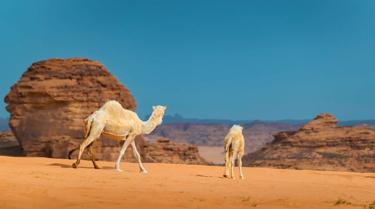 Al Ula Saudi Arabië kamelen 2