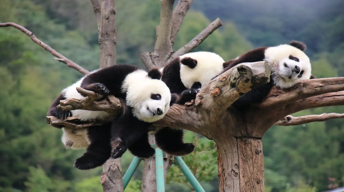 Litte Pandas Chengdu