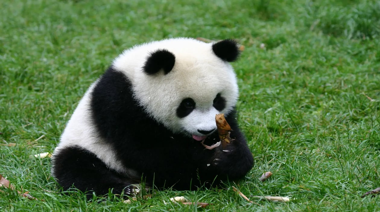 Little Panda Chengdu