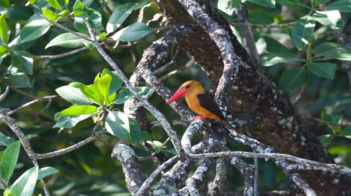 The Datai Langkawi - Brown Winged Kingfisher