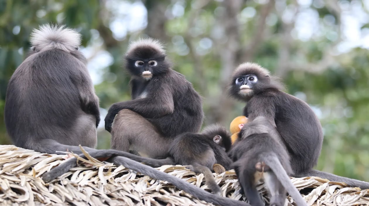 The Datai Langkawi - Dusky Langur (group+baby) at The Datai Langkawi