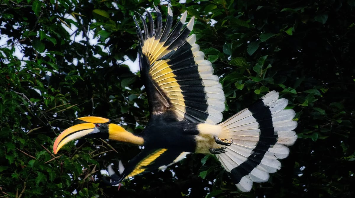 The Datai Langkawi - Great Hornbill at The Datai Langkawi (Eric Martin)