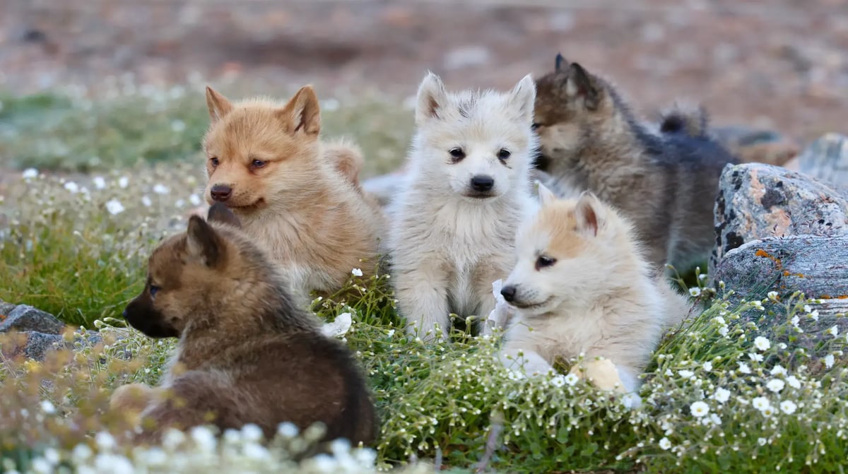 Sledehonden puppies Groenland