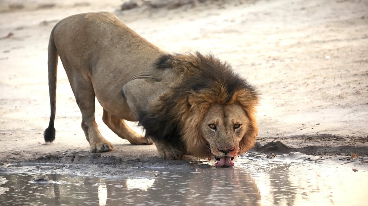 Leeuw Chobe Rivier