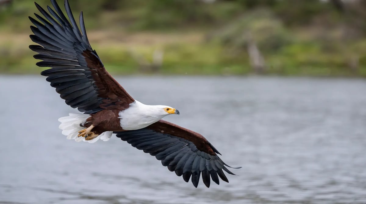 Visarend Chobe Rivier
