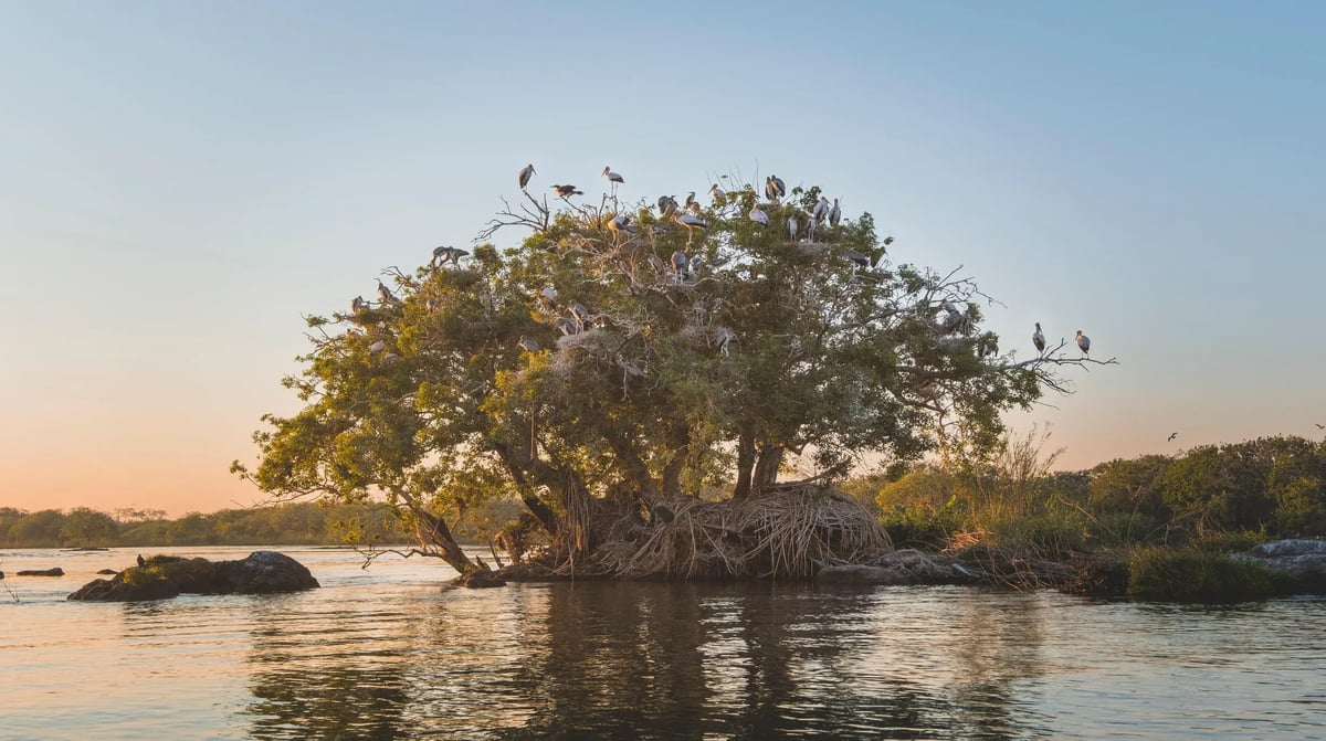 Zambezi Queen Game Viewing 1
