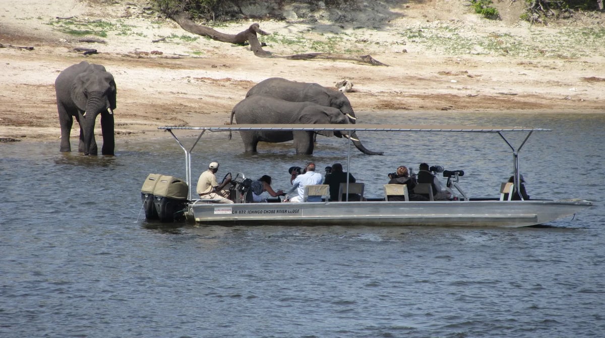 Zambezi Queen game viewing elephants