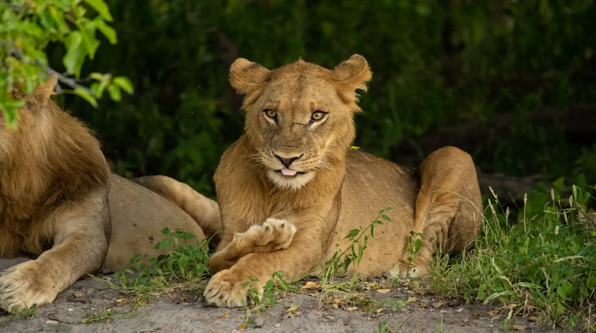 Zambezi Queen game viewing lion 2