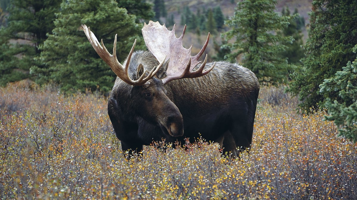 Rocky Mountaineer Canada - Wildlife