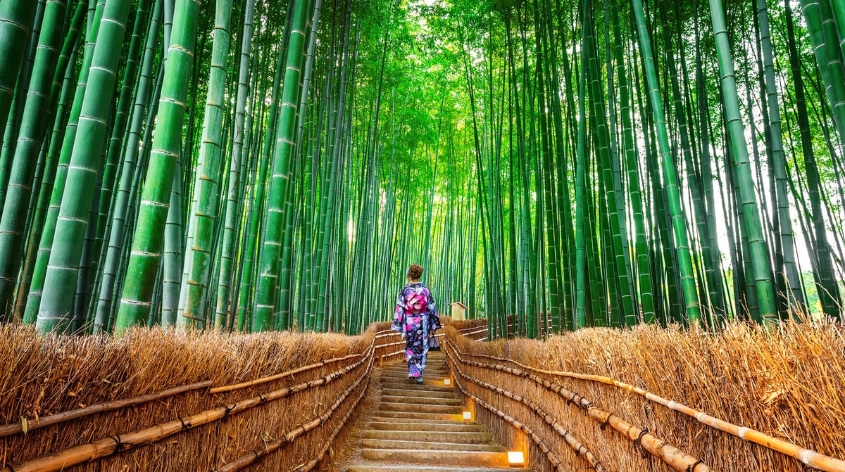 Bamboo forest Kyoto