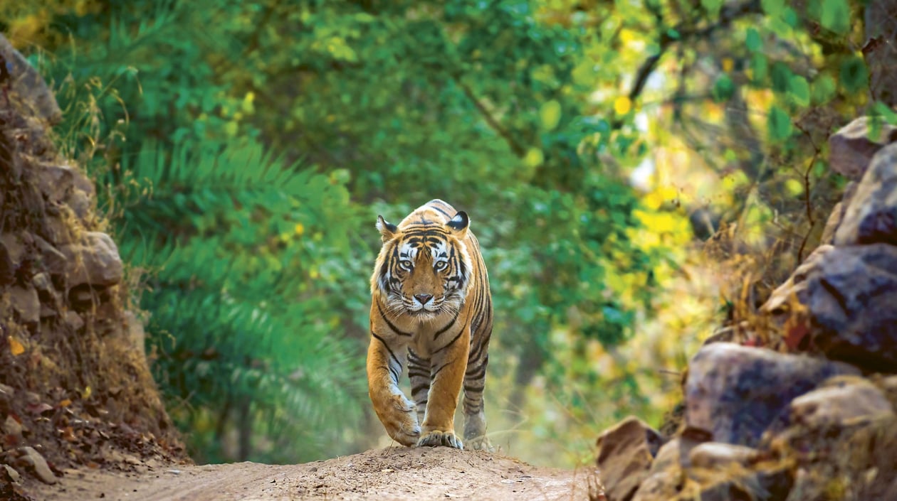 Bengaalse Tijger - Ranthambore National Park