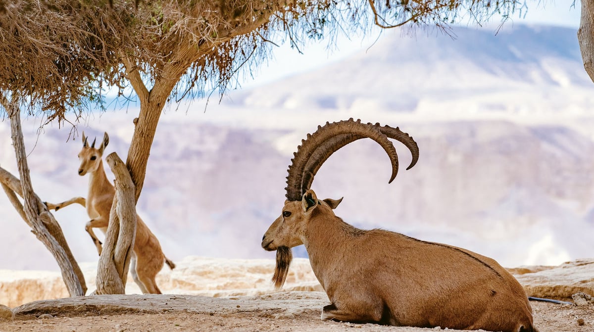 Negev woestijn - steenbok