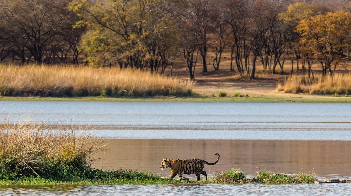 Ranthambore