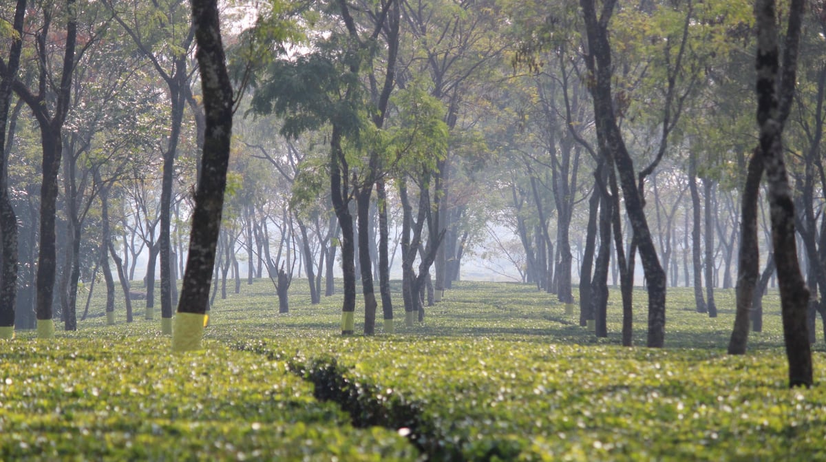 Tea Siliguari India