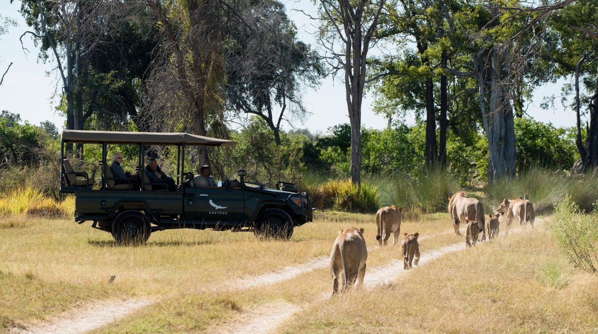 Botswana-andBeyondNxabega-Okavango-Delta-Camp-Experience-Game-Drive-vehicle-with-a-pride-of-lions
