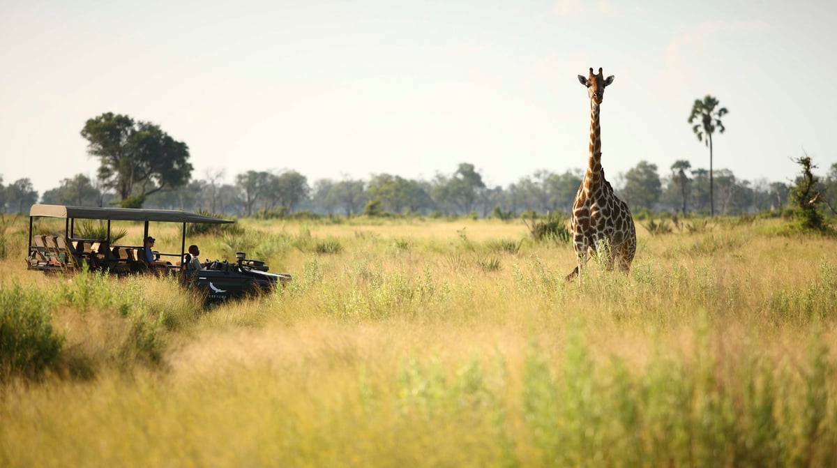 Botswana-andBeyondNxabega-Okavango-Delta-Camp-Experience-Game-Drive-view-of-a-giraffe