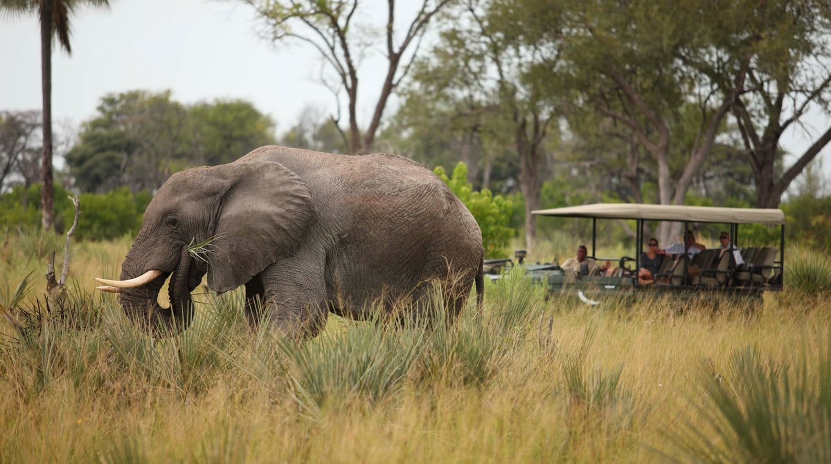 Botswana-andBeyondNxabega-Okavango-Delta-Camp-Experience-Game-Drive-with-elephant