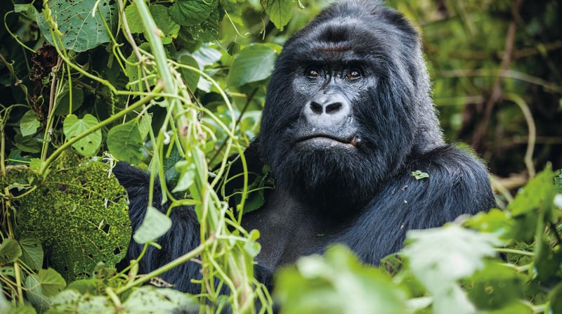 Air Cruise 'Welcome to Paradise'