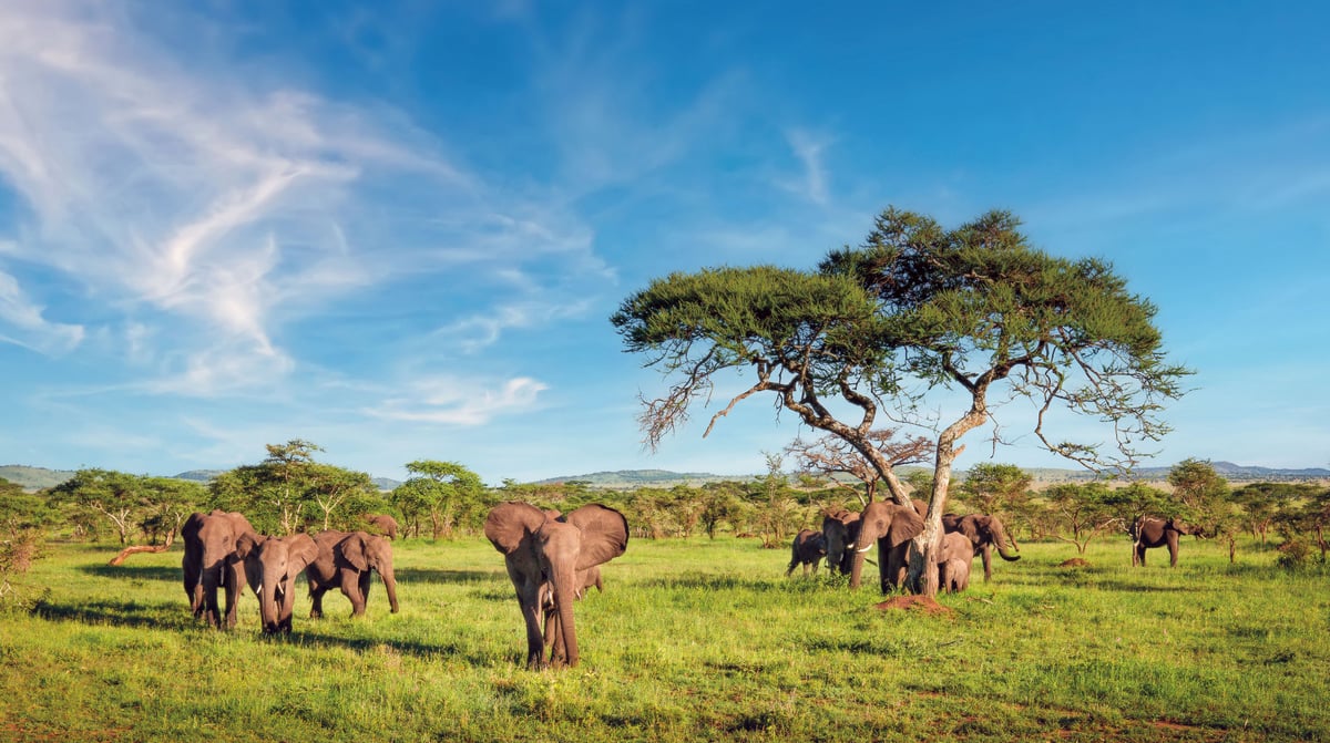 Olifanten Serengeti
