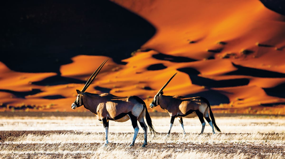 Oryx - Sossusvlei, Namibie