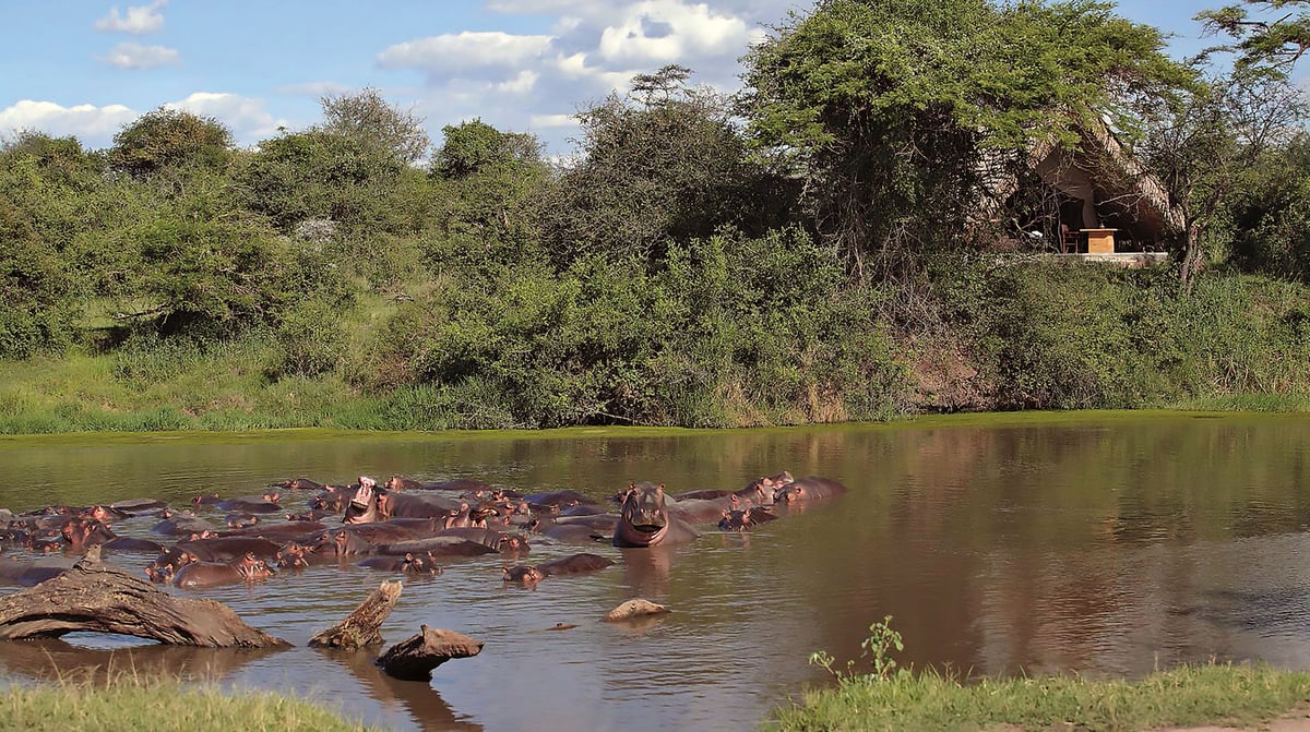 andBeyond Grumeti River Lodge - Nijlpaarden