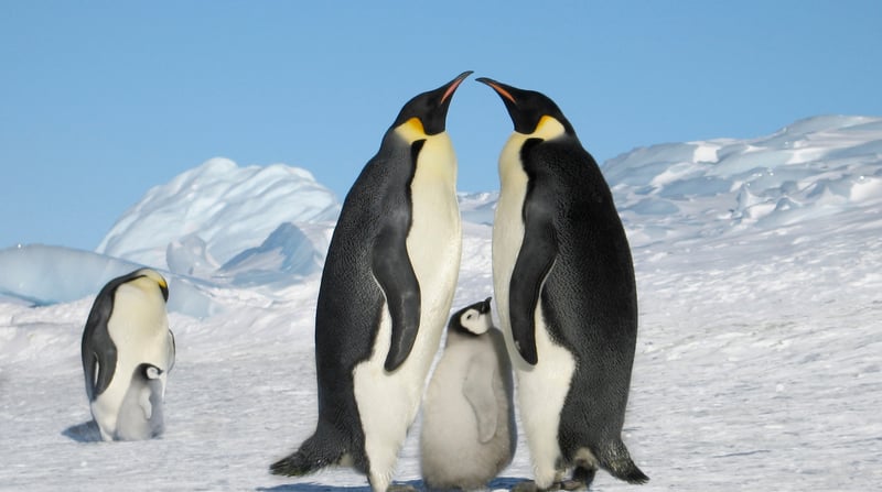 Pinguins Antarctica vader en moeder