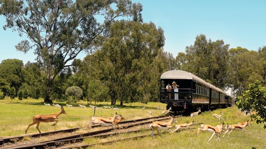 22. Rovos Rail safari