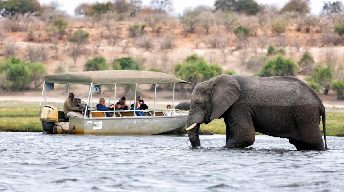 Chobe NP - olifant
