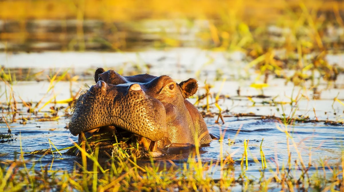 Chobe NP