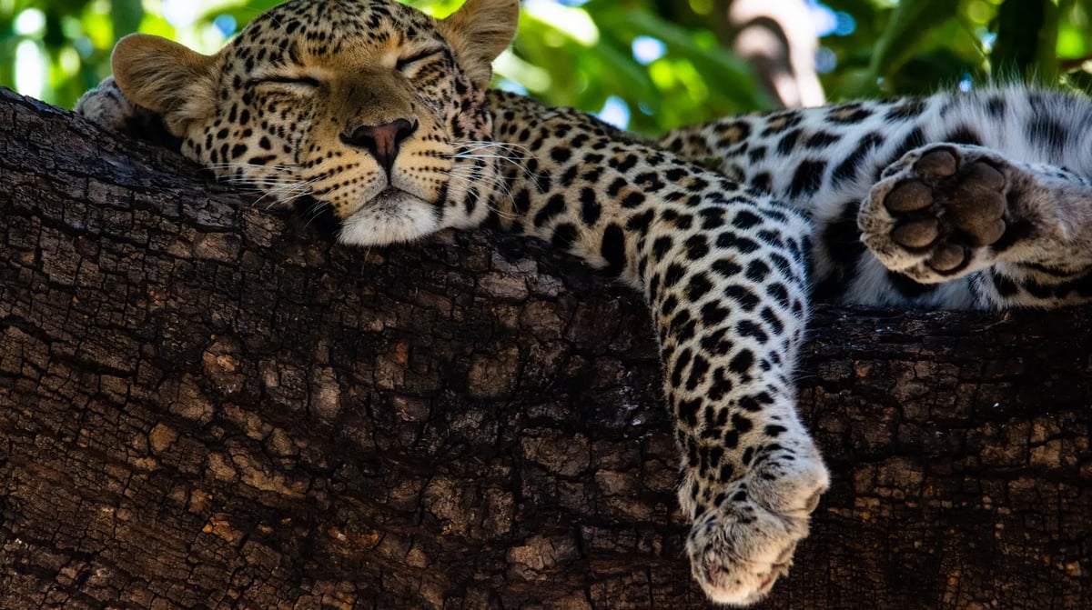 Chobe National Park