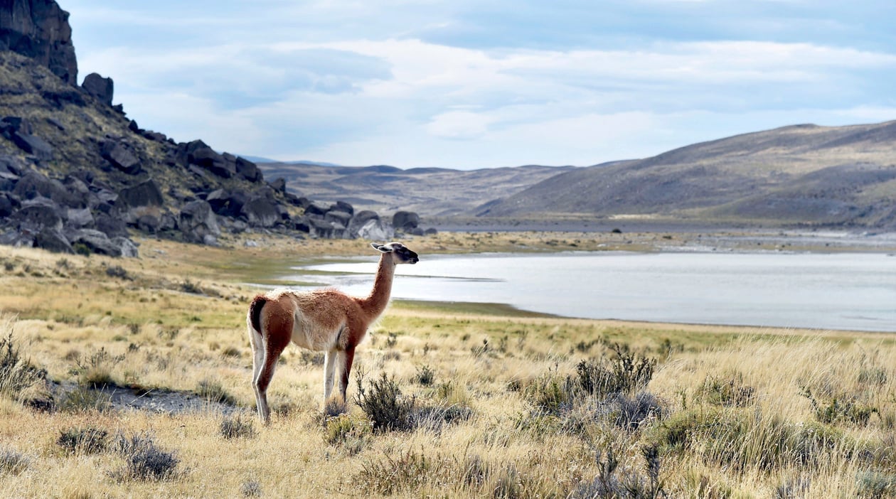 Cruise L'Austral