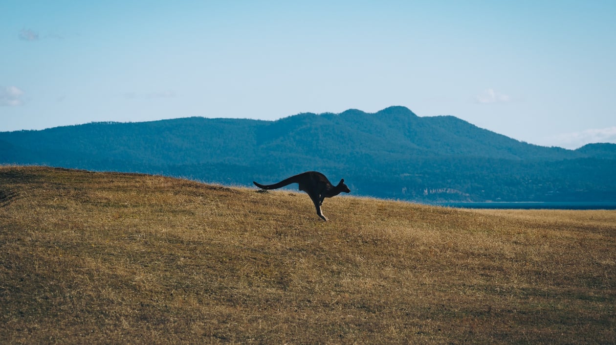 Kangaroo_2023-06-28_07-39-15