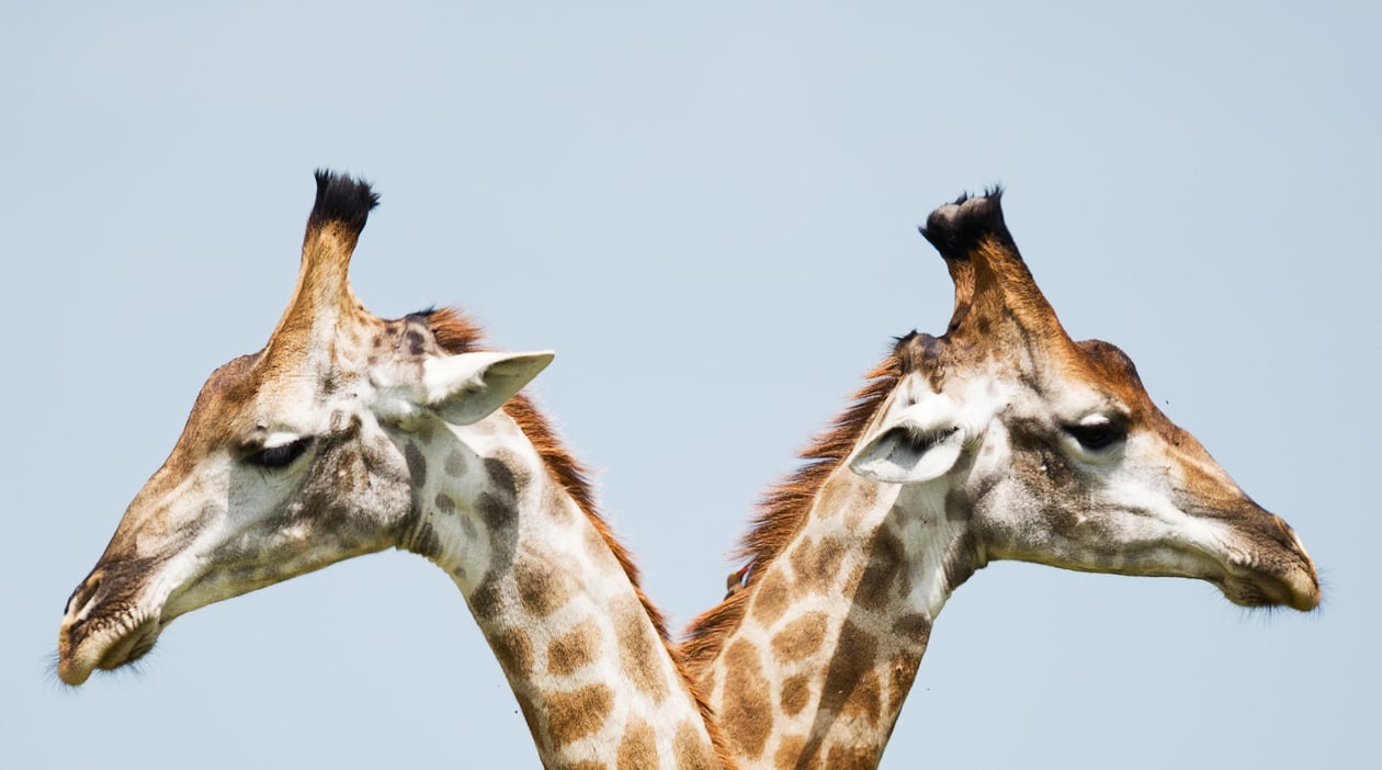Giraffes - Kruger National Park South Africa - 390984_2023-03-13_10-28-50