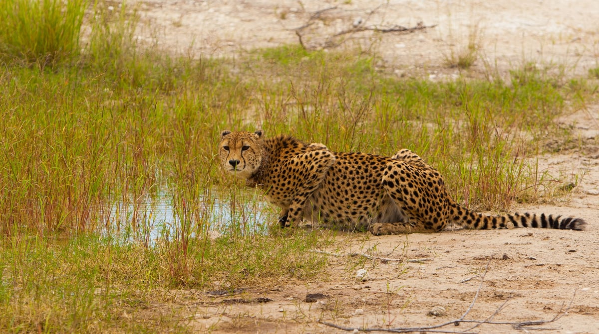 JB 2014-03 Safari on Rails 665