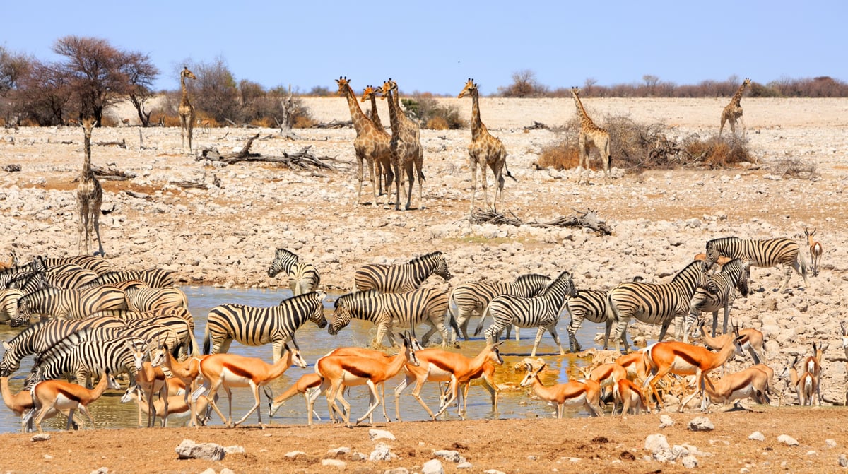 Etosha National Park Namibië (1)