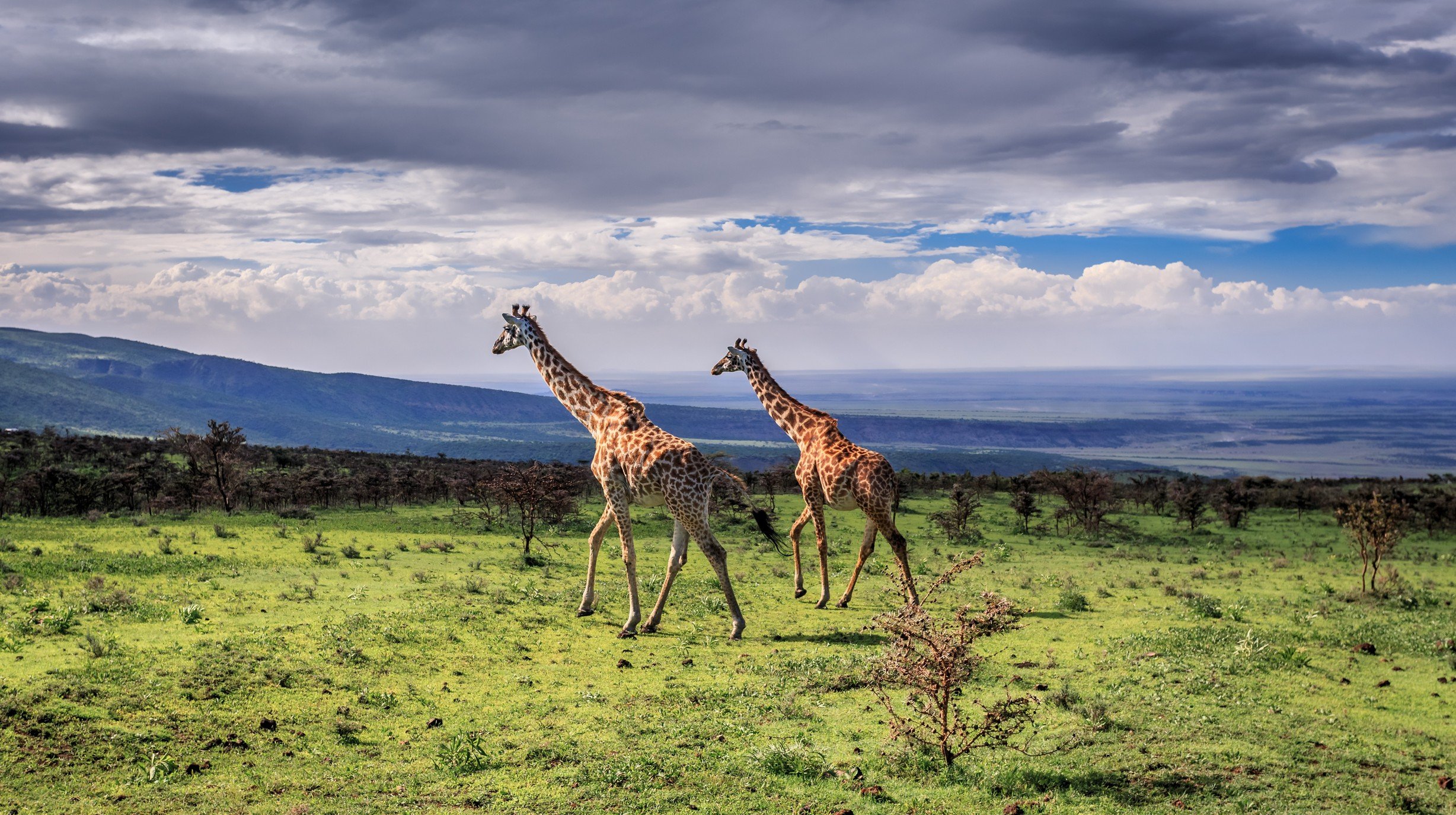 Giraffes in Serengeti