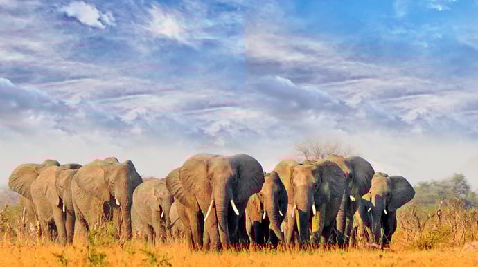 Cruise langs de kust van Zuid-Afrika en Mozambique