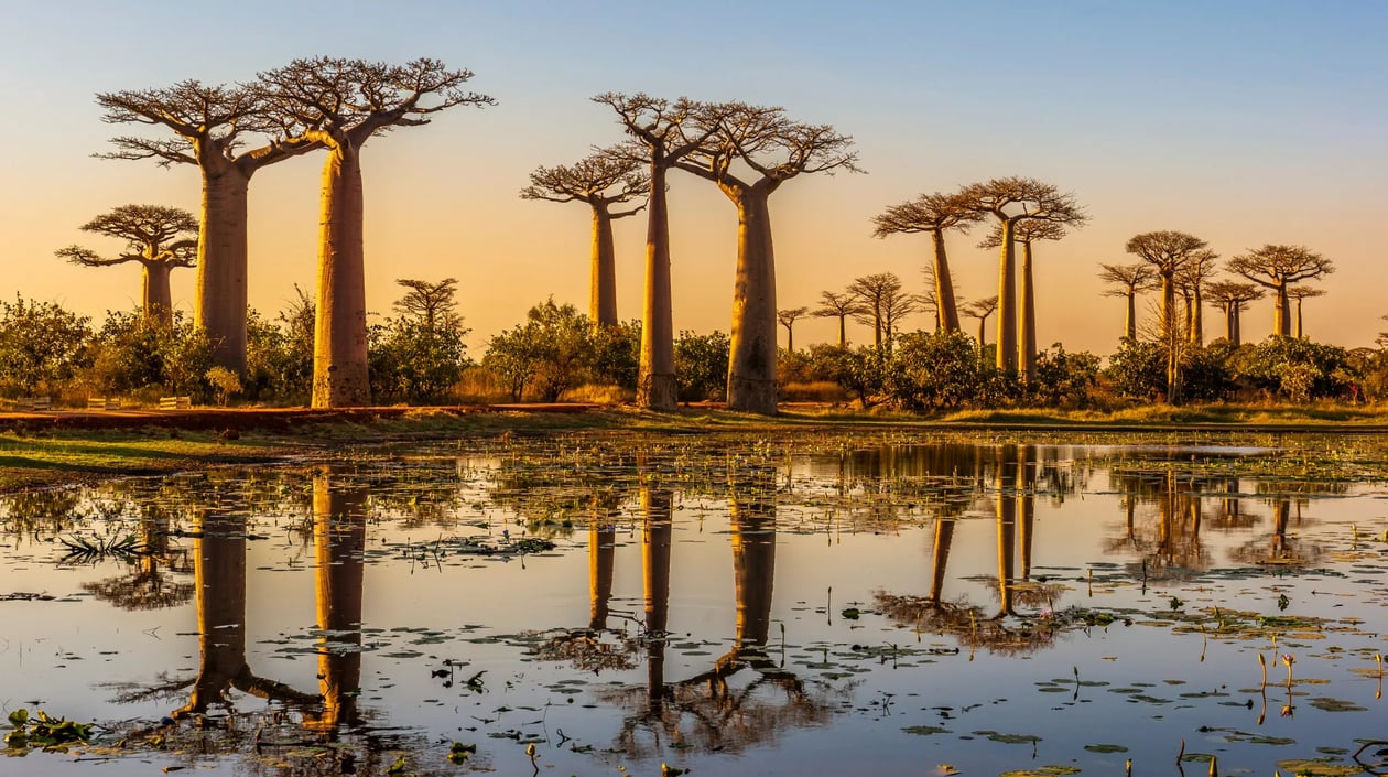 Madagaskar - Baobab bomen