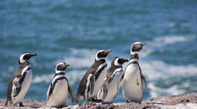 Antarctica cruise vanuit Santiago de Chili