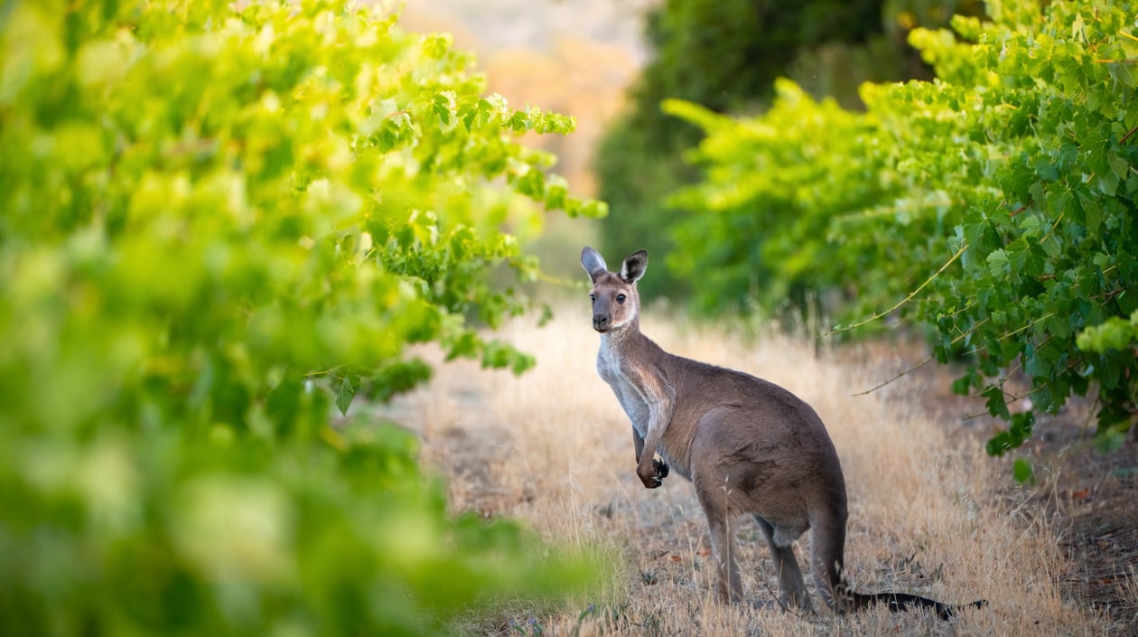 Australië - Adelaide - Kangoeroe in wijngaard
