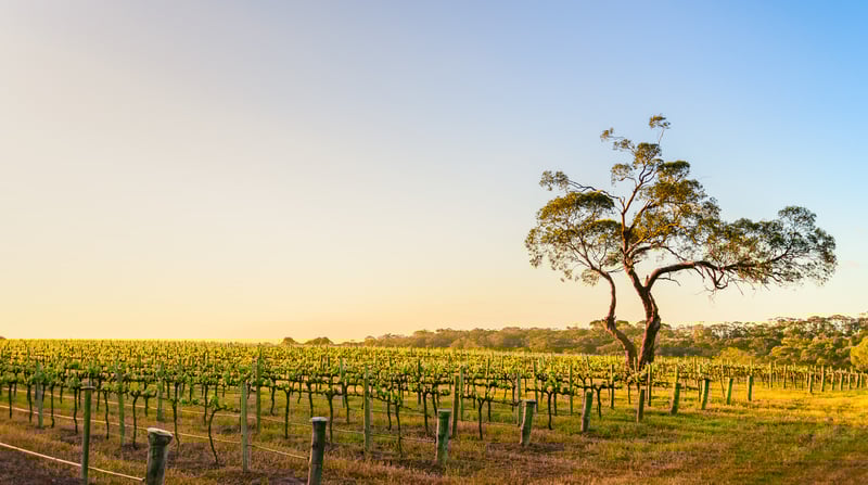 Australië - Adelaide - Onkaparinga River Wijngaard