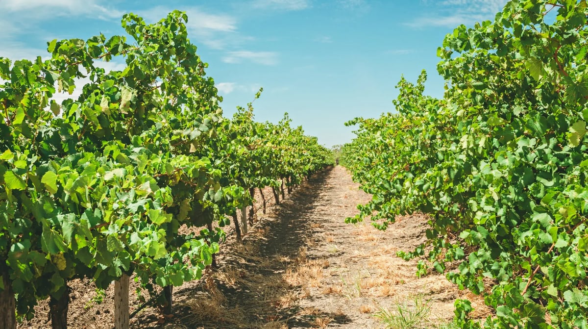 Australië - Barossa Valley (4)