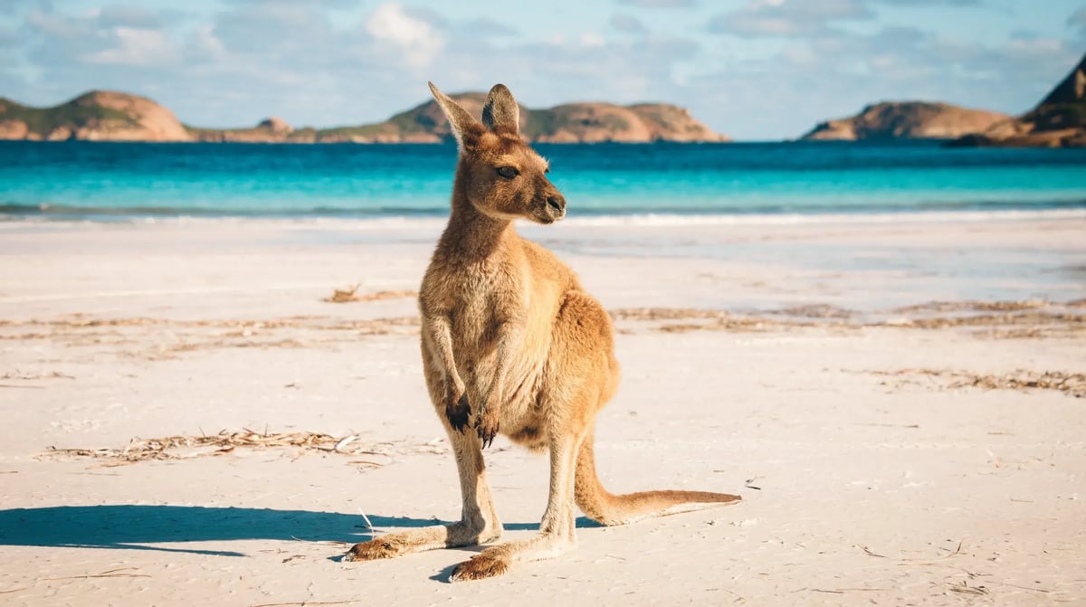 Australië - Kangaroo Island - shutterstock_603577616