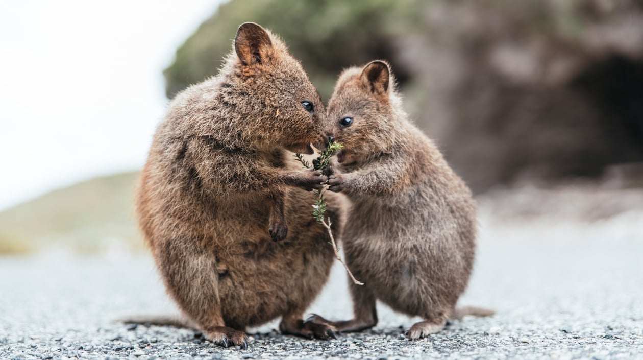 Australië - Rottnest Island - Quoakka