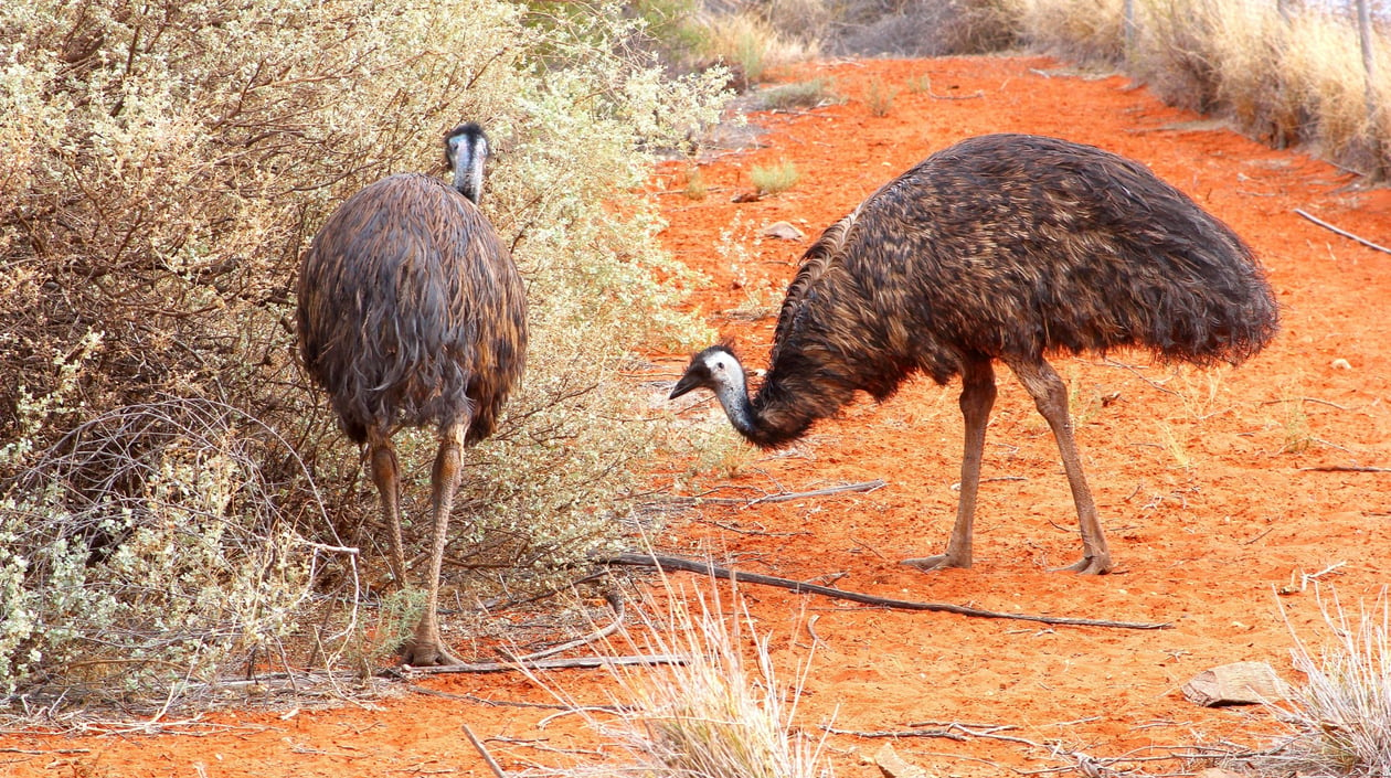 Australië - Uluru  - Emoe