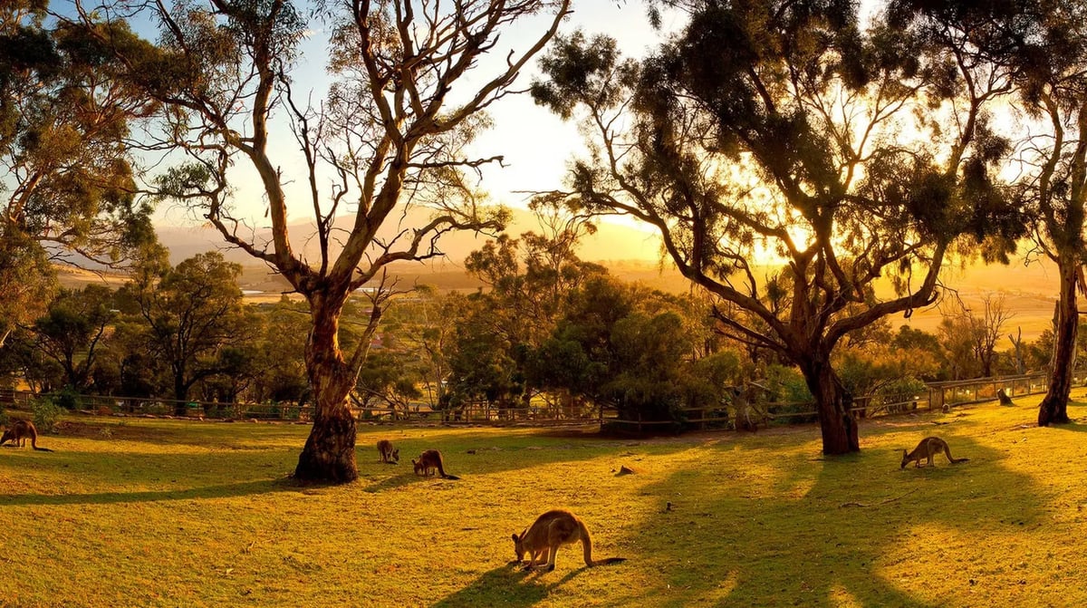 Bonorong Wildlife Sactuary c Andrew Knott, Atomic Blender