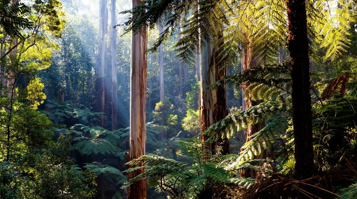 Daintree Rainforest shutterstock_1078171136