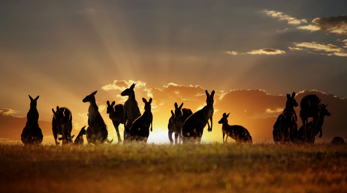 Kangaroes-1
